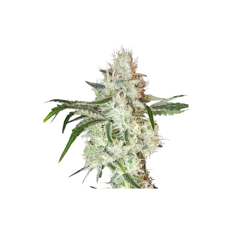 An image of Lemon OG