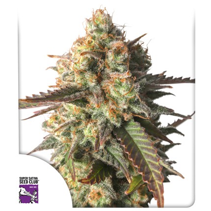 An image of Strawberry Chemdawg OG