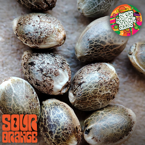 An image of Sour Orange