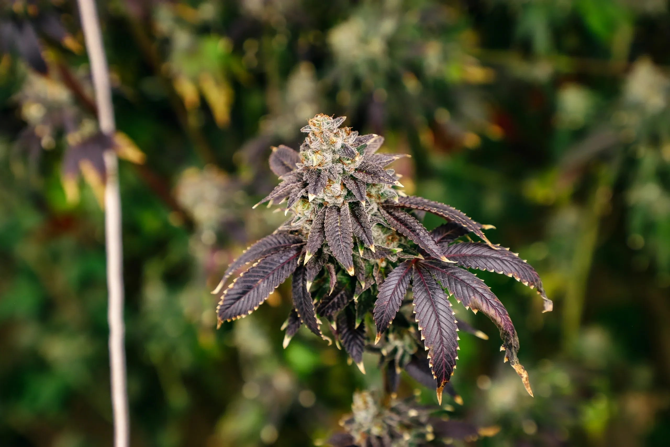 An image of Lima Kush