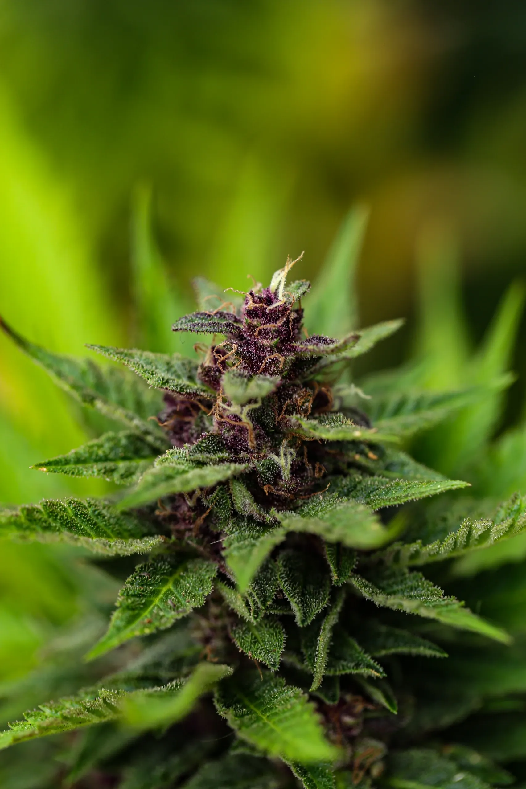 An image of Sunset Tangie
