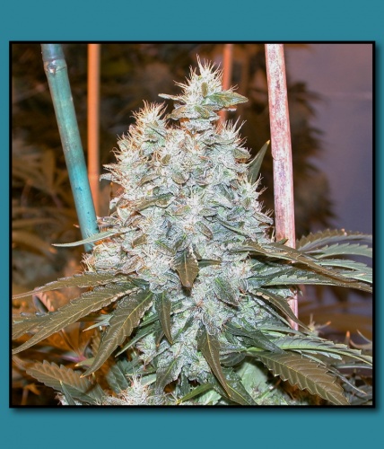 An image of Guru Juice