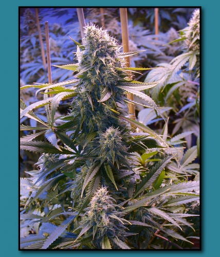 An image of Kahuna Bud x Cherry Bomb