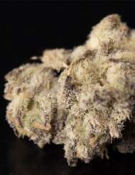 An image of Purple Frost Monster