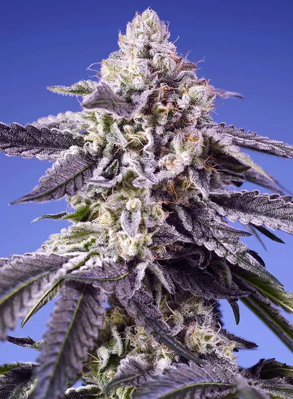 Strain logo