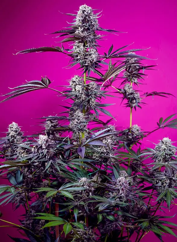 Strain logo