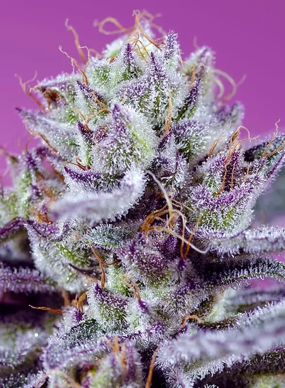 An image of Diablo's Delight XL Autoflower