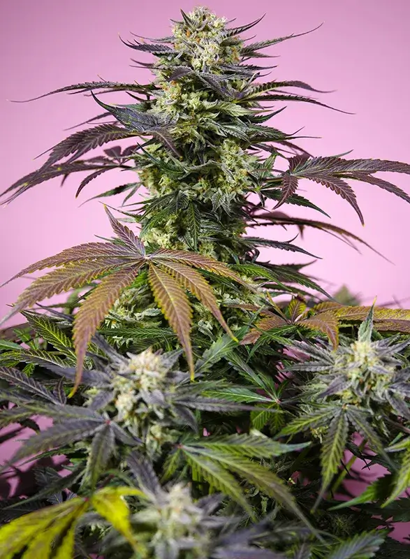 Strain logo