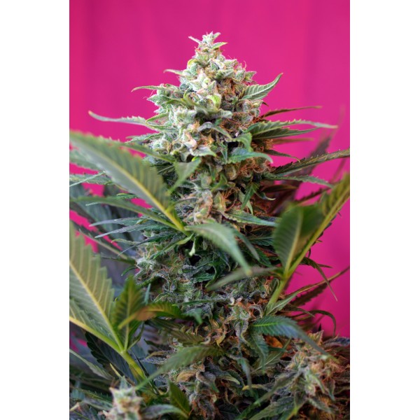 Strain logo