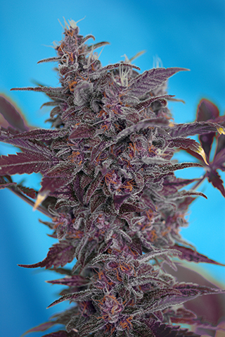 An image of Black Cream Auto