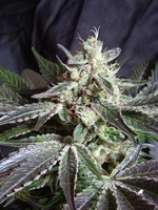 An image of Black Jack