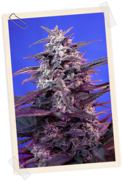An image of Bloody Skunk Auto