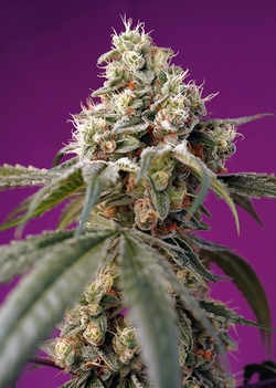Strain logo
