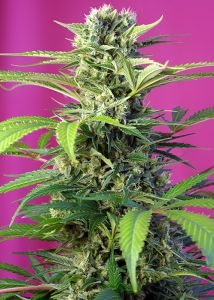 An image of Chem Beyond Diesel CBD