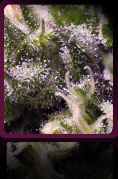 An image of Cream Caramel Auto