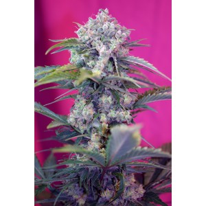 Strain logo