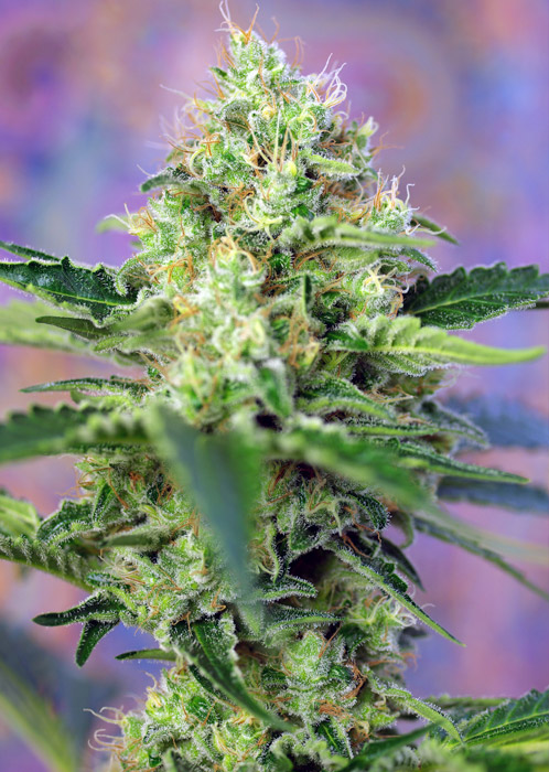 Strain logo