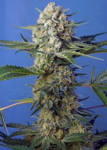 An image of Crystal Candy F1 Fast Version