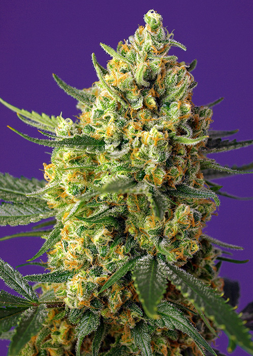 An image of Crystal Candy XL Auto