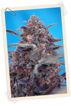 An image of Devil Cream Auto