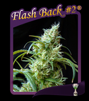 An image of Flash Back #2