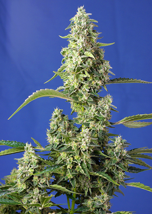 An image of Gorilla Girl XL Auto