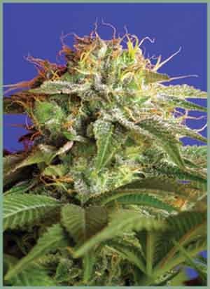 An image of Green Poison
