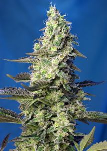 An image of Green Poison XL Auto