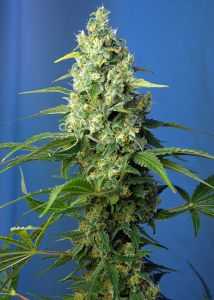 An image of Honey Peach Auto CBD
