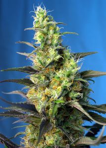 An image of Ice Cool CBD