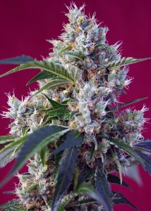 An image of Indigo Berry Kush