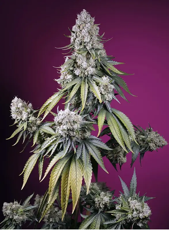 An image of Jealousy Z XL Auto