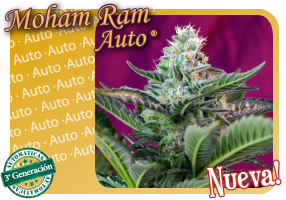 An image of Mohan Ram Auto