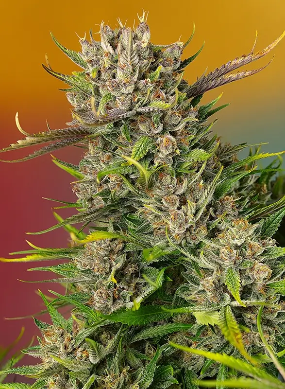 Strain logo
