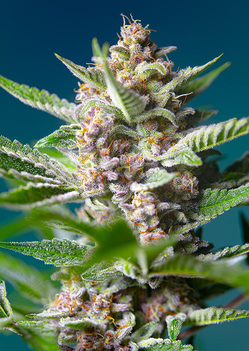 An image of Purple Punch OG