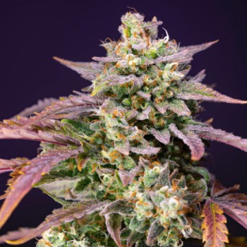 Strain logo