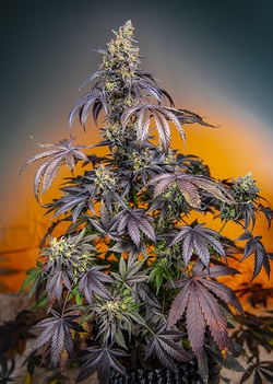 An image of Red Gorilla Girl XL Auto