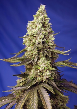 Strain logo