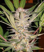 Strain logo