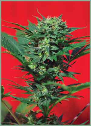 An image of Speed Devil Auto