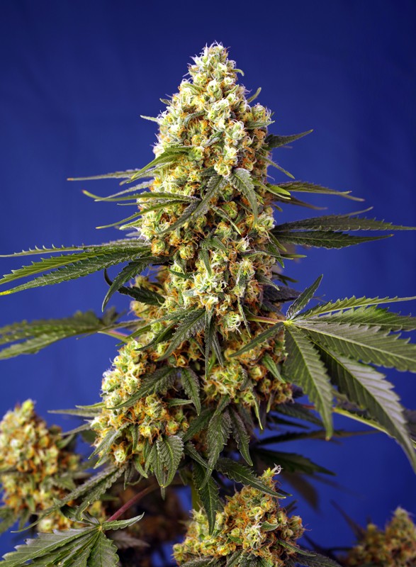 An image of Strawberry Banana Gelato XL Auto