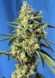 An image of Sweet Amnesia Haze