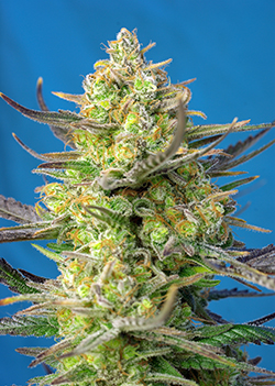 Strain logo