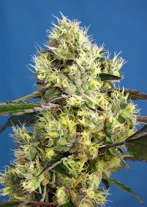An image of Sweet Gelato Auto