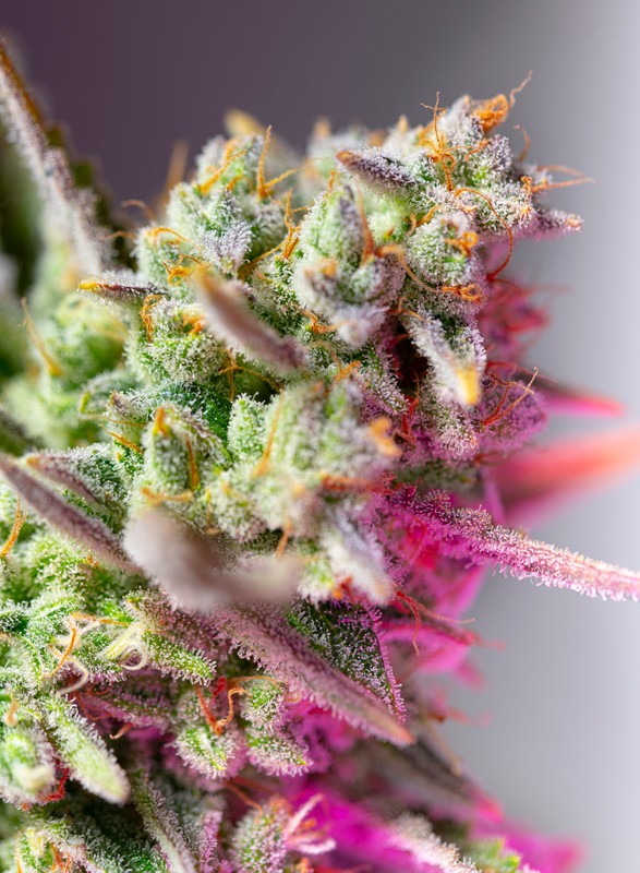 An image of Sweet Mimosa XL Auto