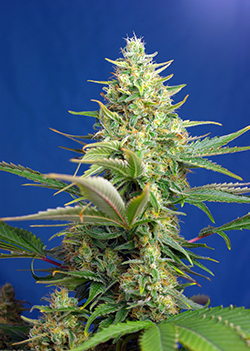 An image of Sweet Pure Auto CBD