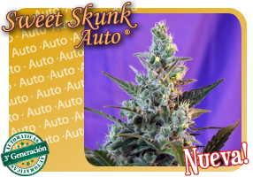 An image of Sweet Skunk Auto