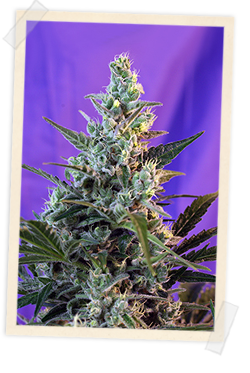 An image of Sweet Skunk F1 Fast Version