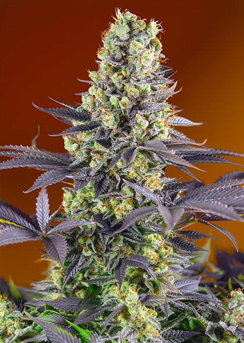 An image of Sweet Zkittlez
