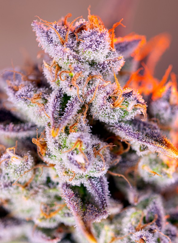 An image of Tropicanna Poison XL Auto